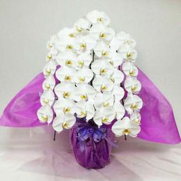 御供え 胡蝶蘭鉢物