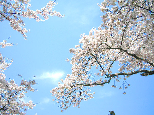 花のあすか集合写真